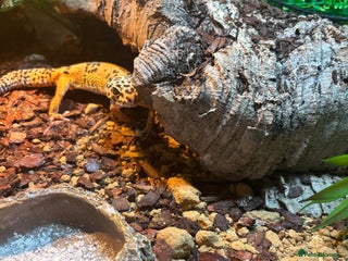 Leopard Gecko reptiles Leopard gecko and full set up. - Advert 1