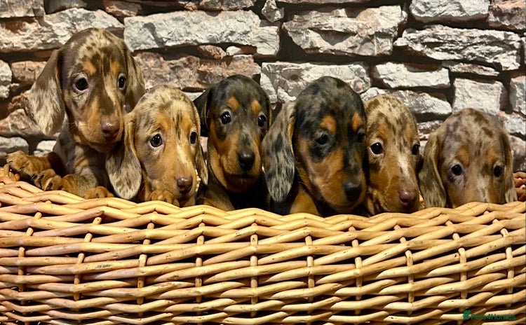 Miniature Dachshund dogs - Advert 4