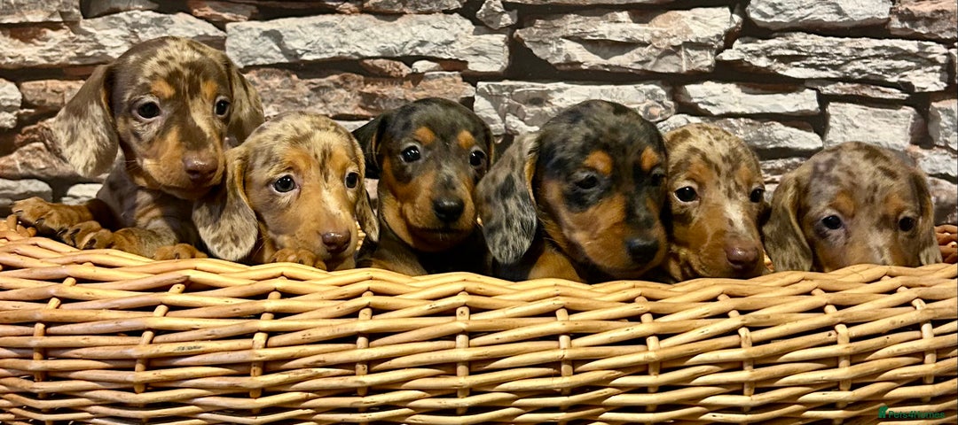 Miniature Dachshund dogs for sale: Stunning Miniature Smooth Dachshunds - Image 1