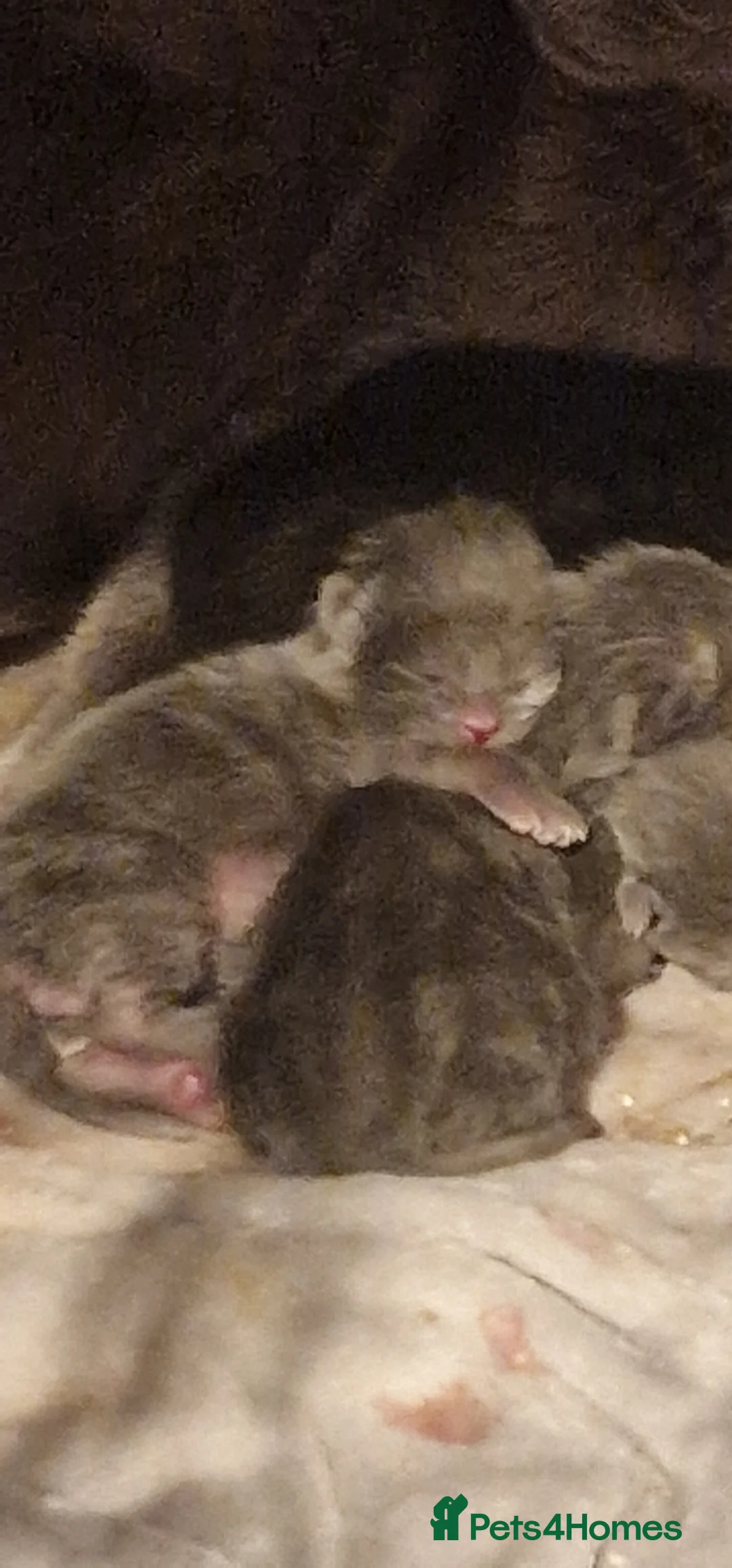 Chartreux cats for sale: 4 beautiful Chartreux kittens in Slough - Advert 5