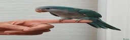 Parakeets birds for sale: Silly tame quakers and conure - Advert 1