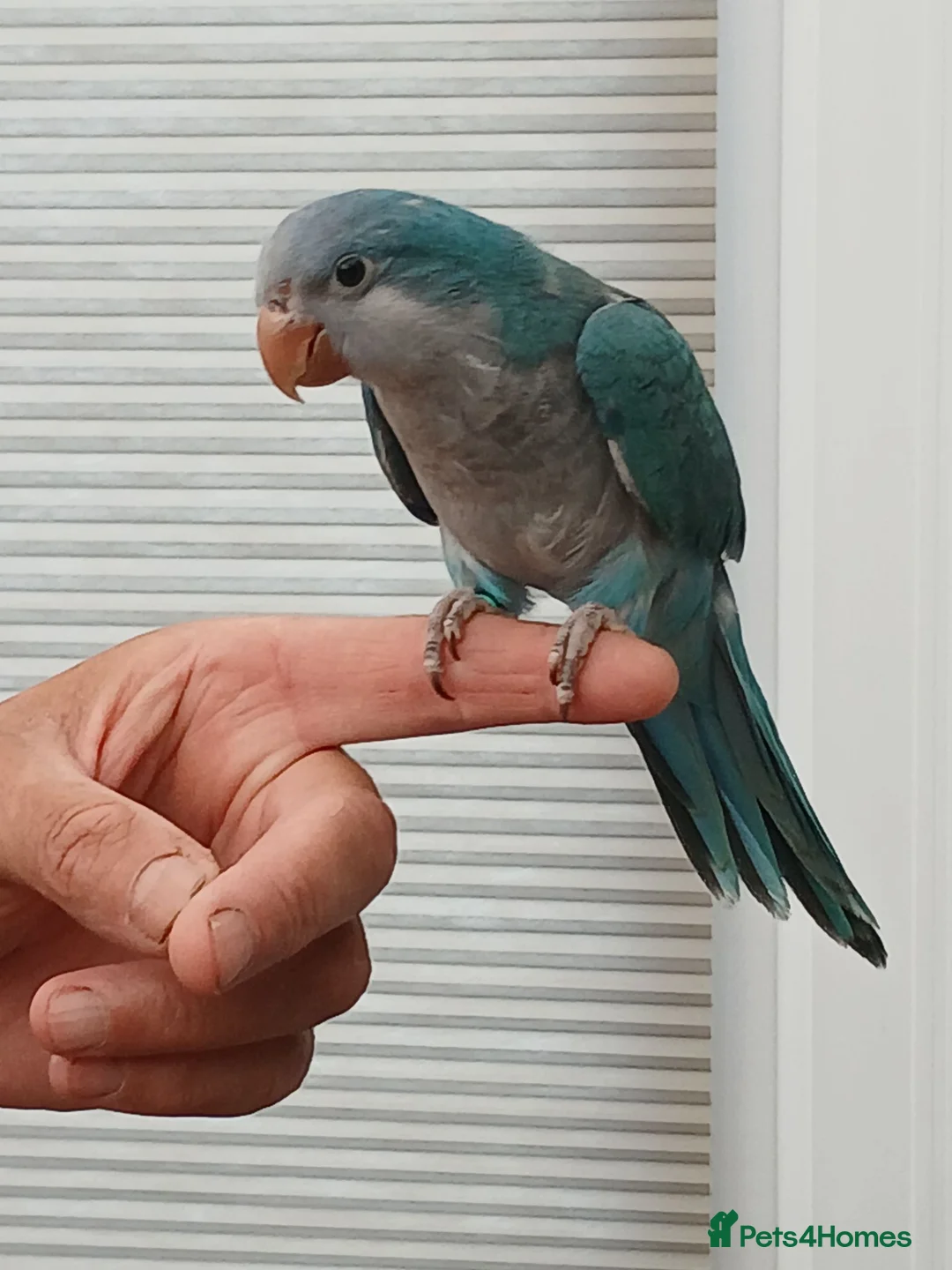 Parakeets birds for sale: Silly tame quakers and conure - Advert 1