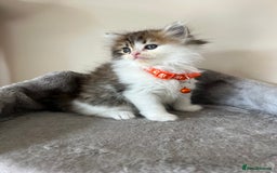 Turkish Angora cats for sale: Turkish Angora/Persian Chanchilla kittens for Sale - Image 13