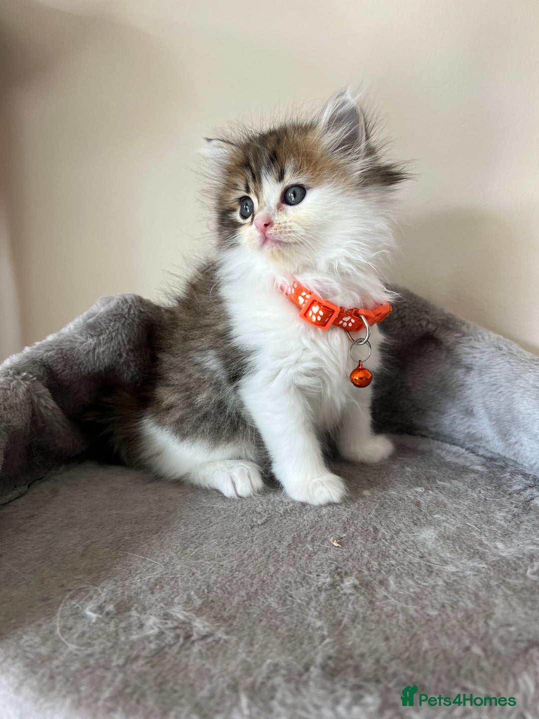 Turkish Angora cats for sale: Turkish Angora/Persian Chanchilla kittens for Sale - Image 13