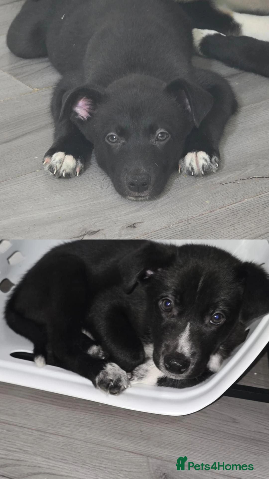 Mixed Breed dogs Only 2 boys left! Staffie x Husky x Collie Puppies - Advert 1