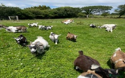 Goats livestock for sale: Reg Pygmy Nanny Goats  - Image 4