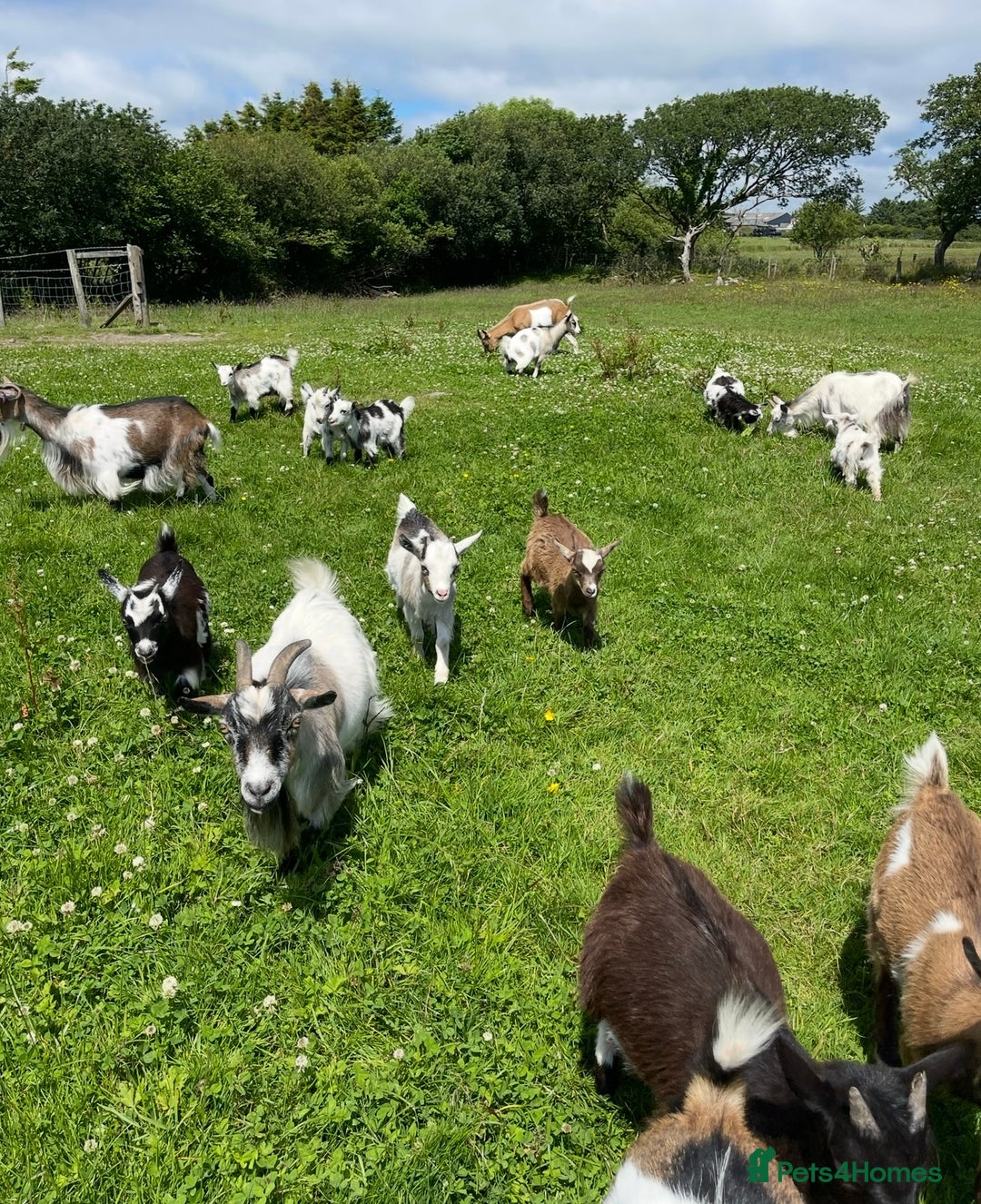 Goats livestock for sale: Reg Pygmy Nanny Goats  - Image 4