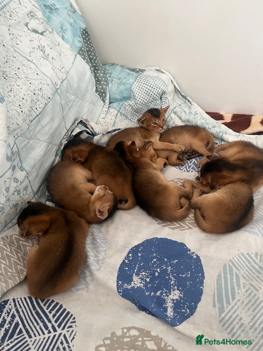 Abyssinian cats for sale: Beautiful Abyssinians kittens - Image 16