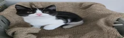 Mixed Breed cats for sale: Two adorable kittens are looking for a loving home in Kilmarnock - Advert 3
