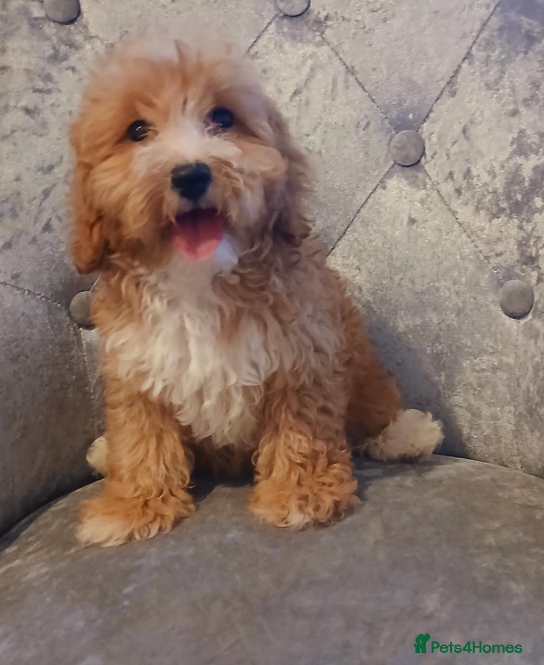 Maltipoo dogs for sale: Beautiful maltipoo puppies for sale - Image 10
