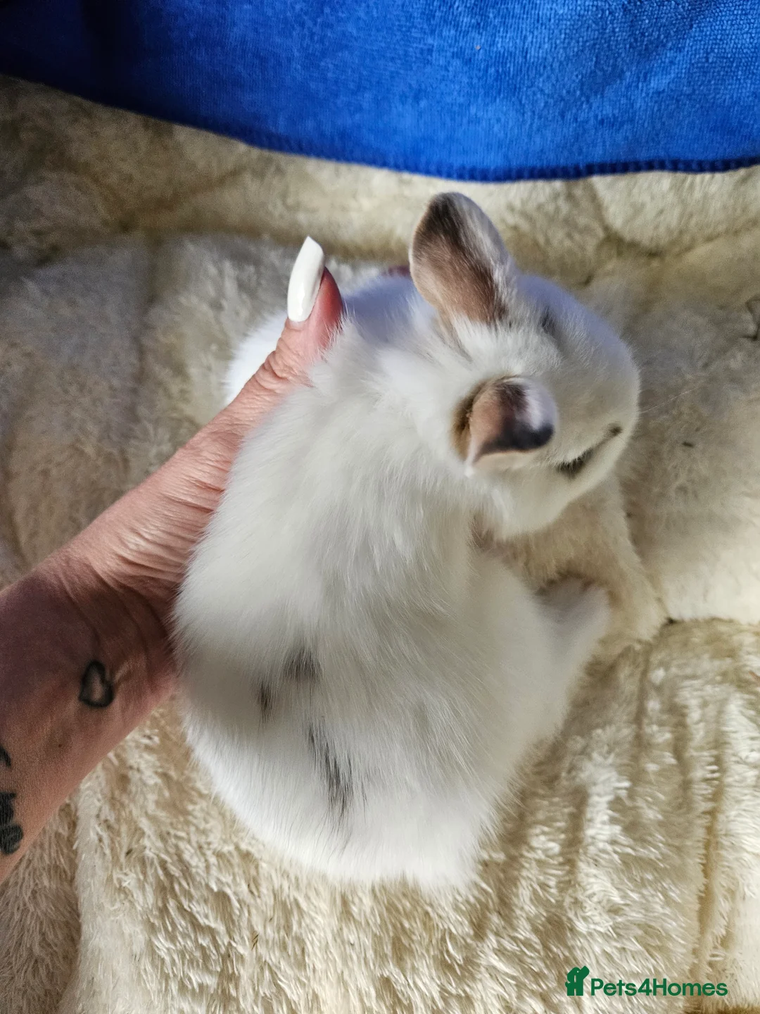 Netherland Dwarf rabbits for sale: Netherland Dwarf bunnies  - Advert 25