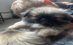 Pekingese dogs for sale: PEEKAPOM (Pekingese/Pomeranian) LAST GIRL LEFT - Image 9