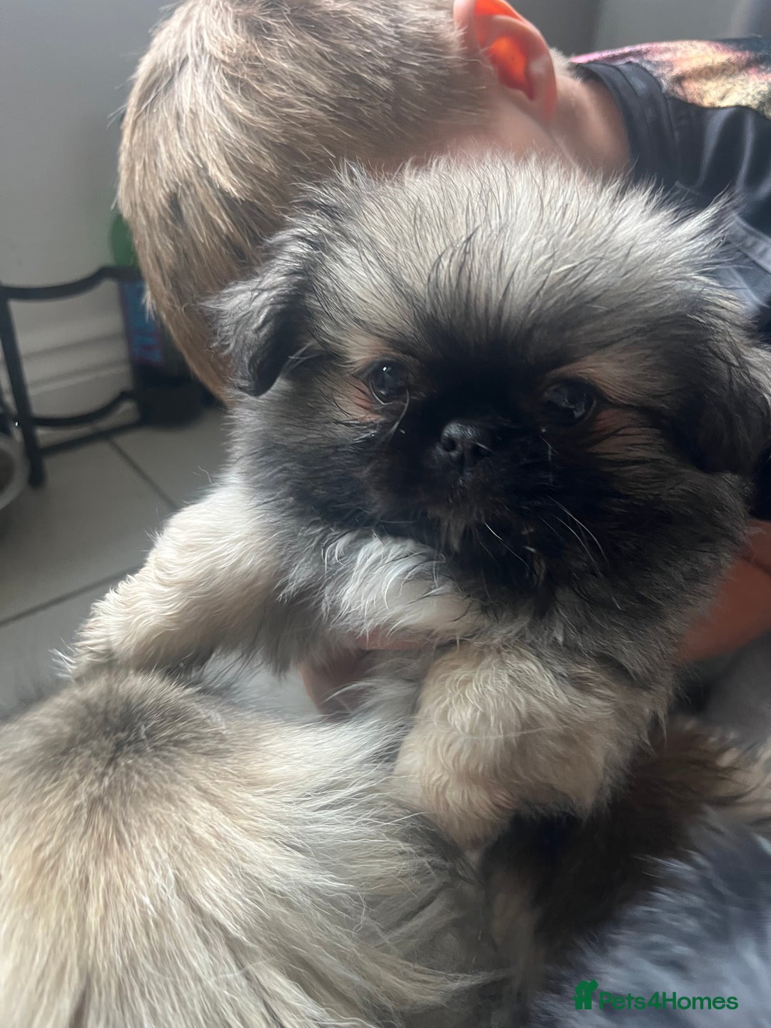 Pekingese dogs for sale: PEEKAPOM (Pekingese/Pomeranian) LAST GIRL LEFT - Image 9