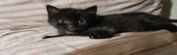 Mixed Breed cats for sale: Orphan male kitten needing new family - Advert 2