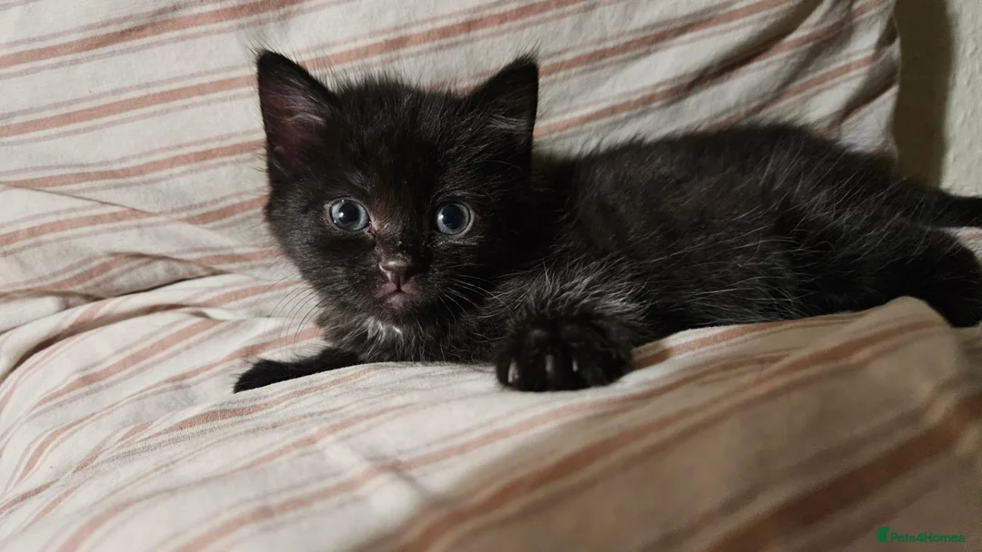 Mixed Breed cats for sale: Orphan male kitten needing new family - Advert 2