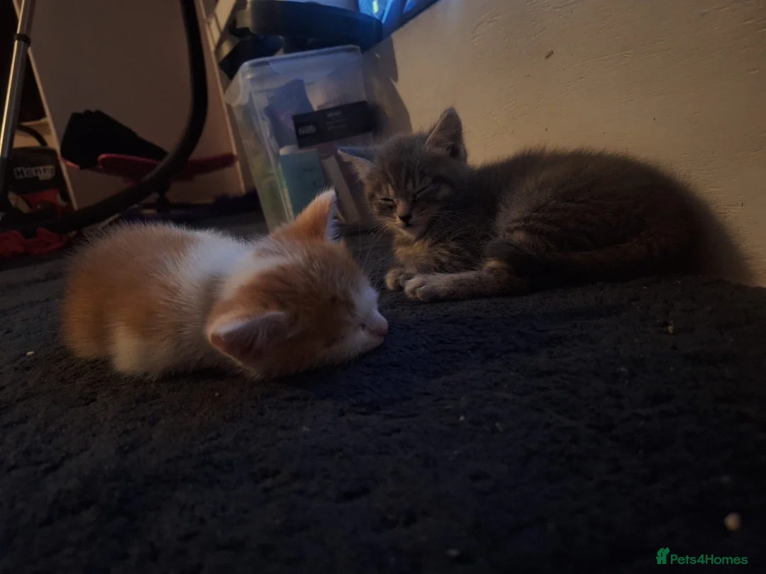 Mixed Breed cats for sale: 2 kittens for sale  in Brighton - Advert 1