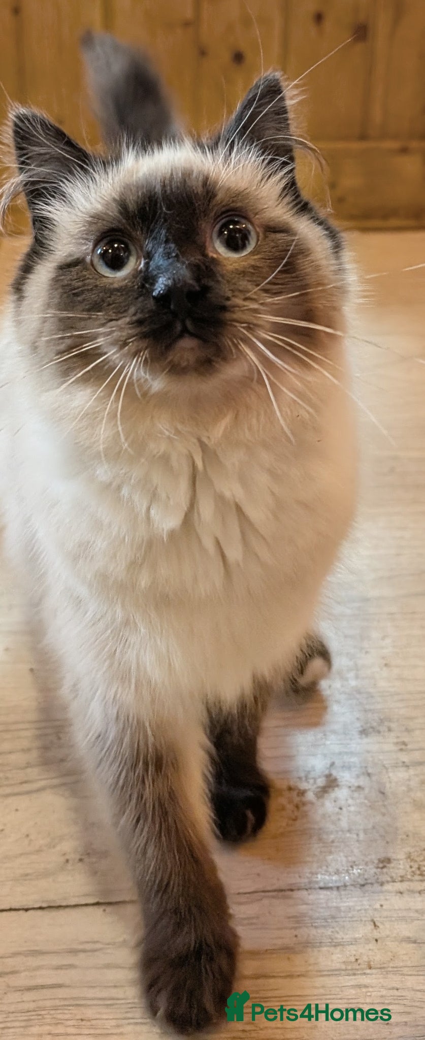 Ragdoll cats for sale: Ragdoll kittens - Advert 2