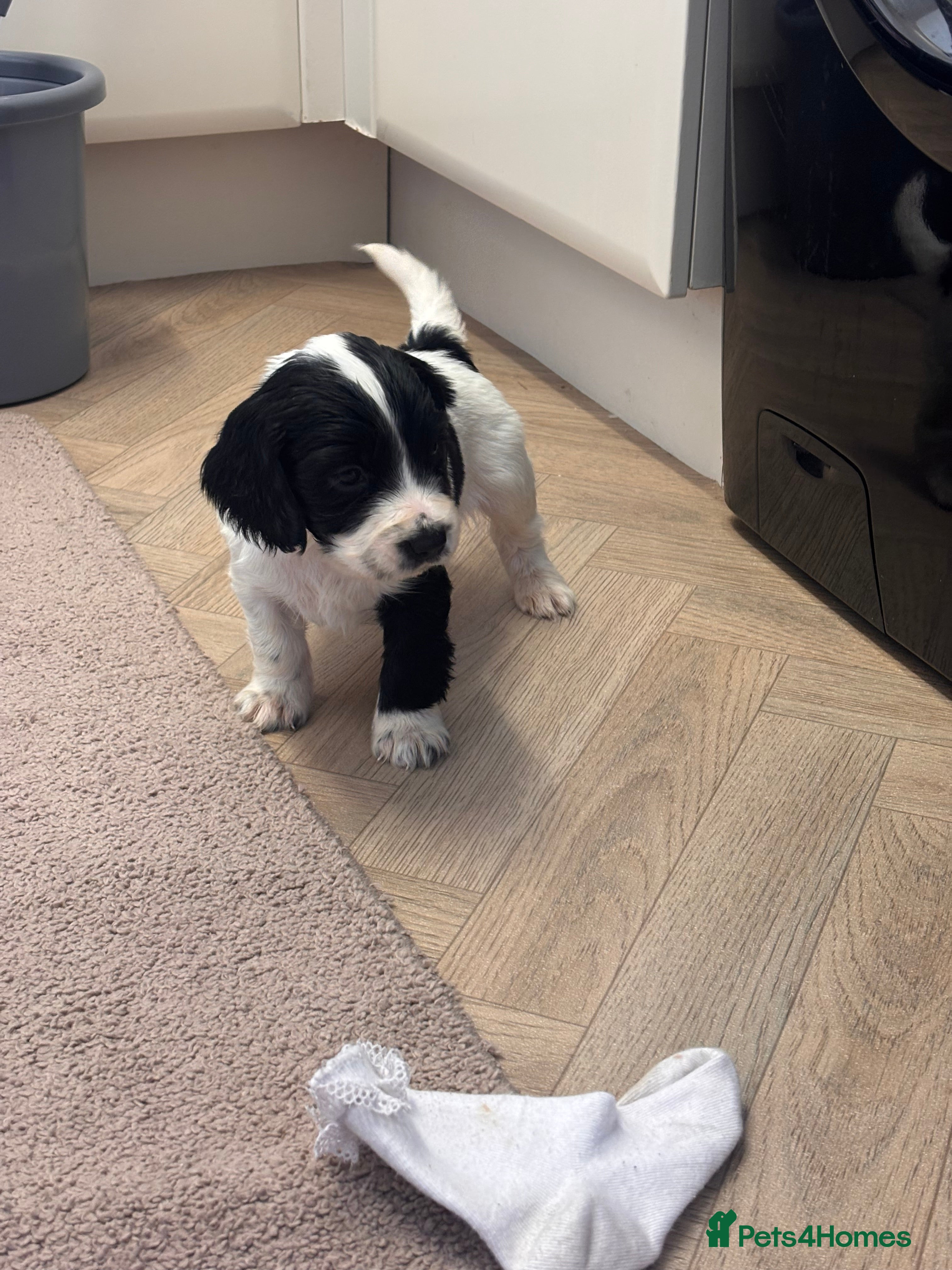 Cocker Spaniel dogs Cocker Spaniel Puppies - Advert 16