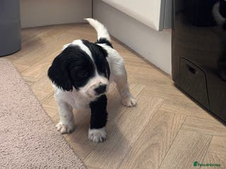 Cocker Spaniel dogs Cocker Spaniel Puppies - Advert 16