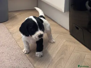 Cocker Spaniel dogs Cocker Spaniel Puppies - Advert 15