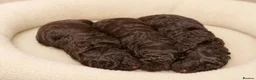 Mixed Breed dogs for sale: ADORABLE F1BB GOLDENDOODLE PUPPIES - Advert 23