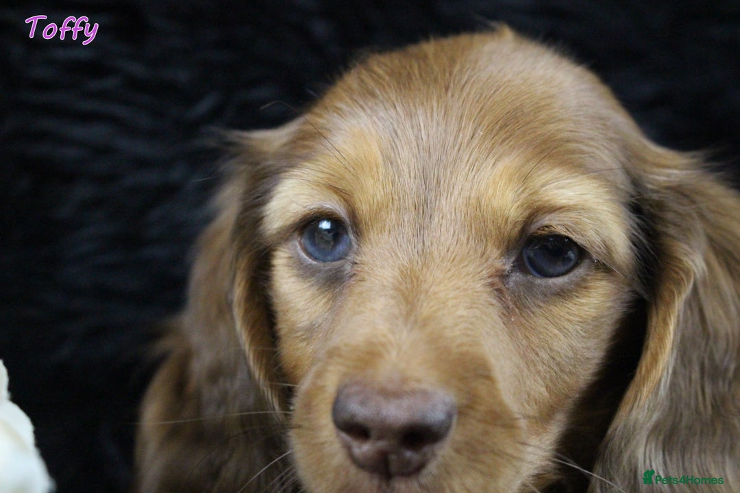 Miniature Dachshund dogs for sale: KC PRA Clear Mini Longhair Daxies – Dapple - Advert 7