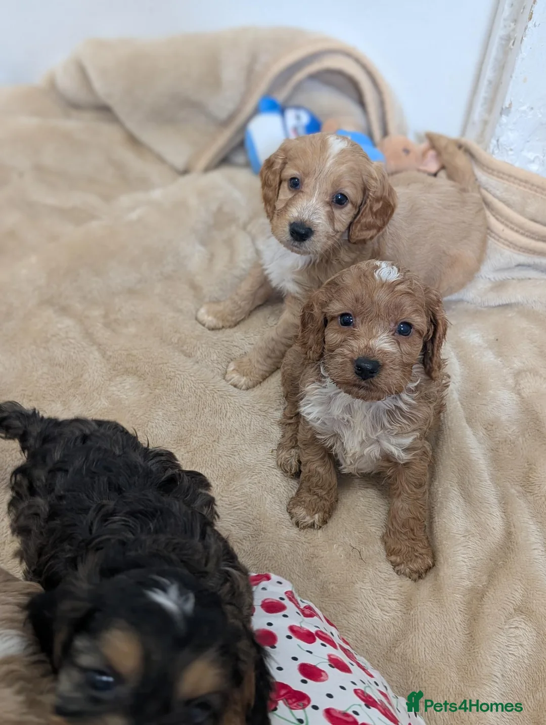 Cockapoo dogs for sale: Show Type Cockapoo Puppies DNA clear  - Advert 2