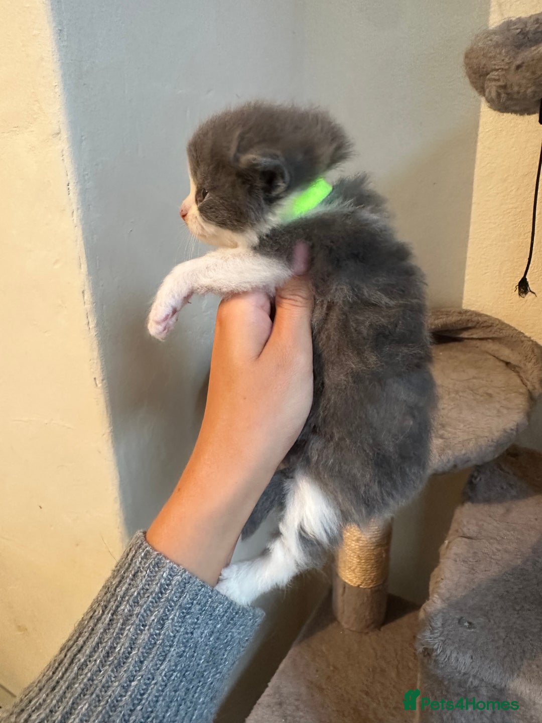 Ragdoll cats for sale: 7 ragdol mix kittens for sale - Image 4