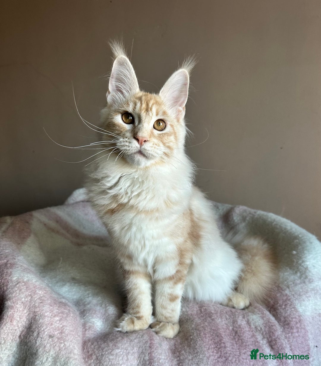 Maine Coon cats for sale: Pedigree Tica registered maine coon - Advert 3