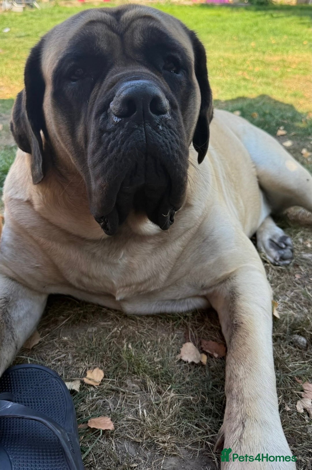 Mastiff dogs for sale: 8 week old kc reg English Mastiff female puppy - Advert 7