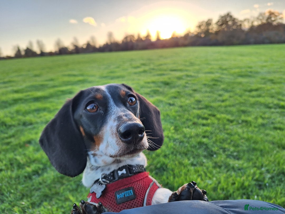 Miniature Dachshund dogs for sale: Miniature Dachsund  - Advert 1