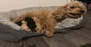 Cavapoochon dogs - Advert 10