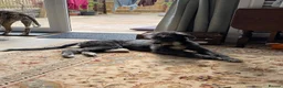 Lurcher dogs for sale: 6 month old female Lurcher  - Advert 2