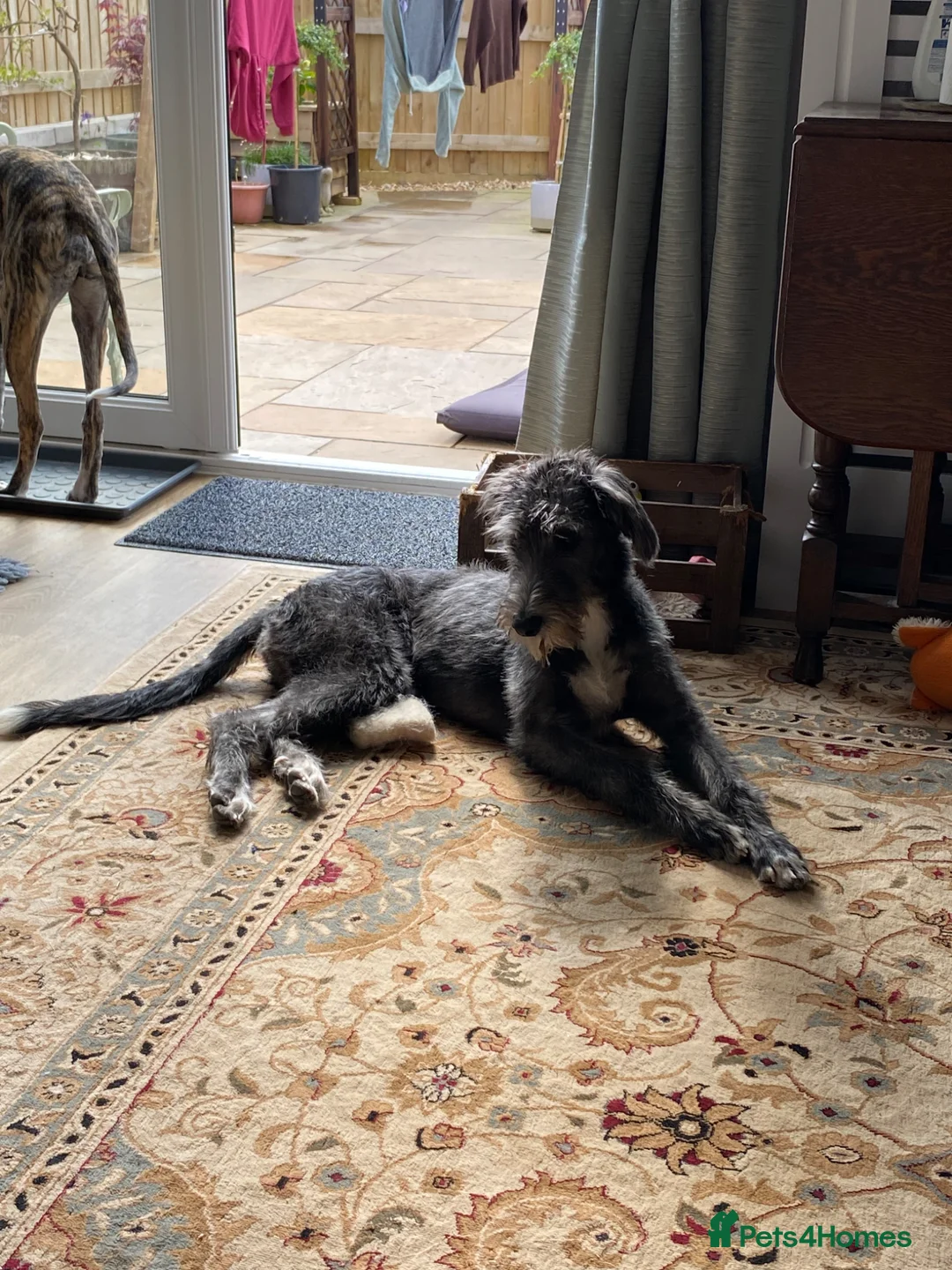 Lurcher dogs for sale: 6 month old female Lurcher  - Advert 2