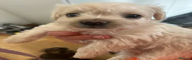 Pugapoo 6
