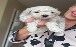 Maltipoo dogs for sale: Maltipoo - Image 9