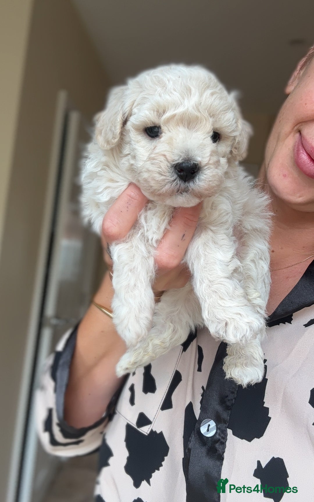 Maltipoo dogs for sale: Maltipoo - Image 9