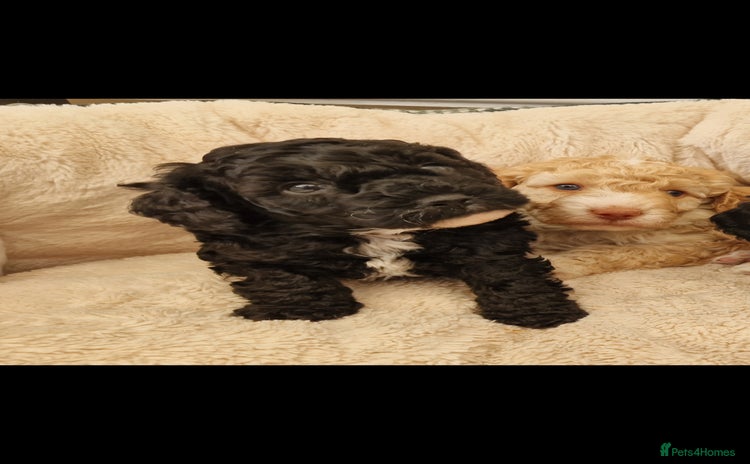 Miniature Poodle dogs - Advert 2