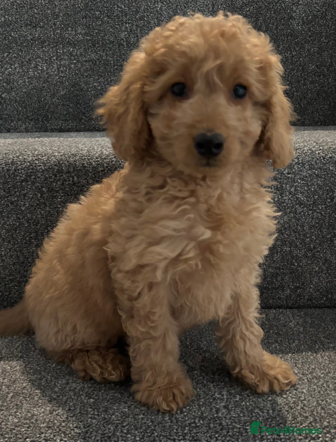Cockapoo dogs for sale: Beautiful Cockapoo pups looking for forever homes in Treharris - Image 39