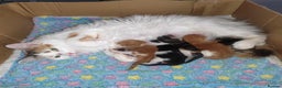 Maine Coon cats for sale: 3/4 Maine coon kittens  - Advert 2