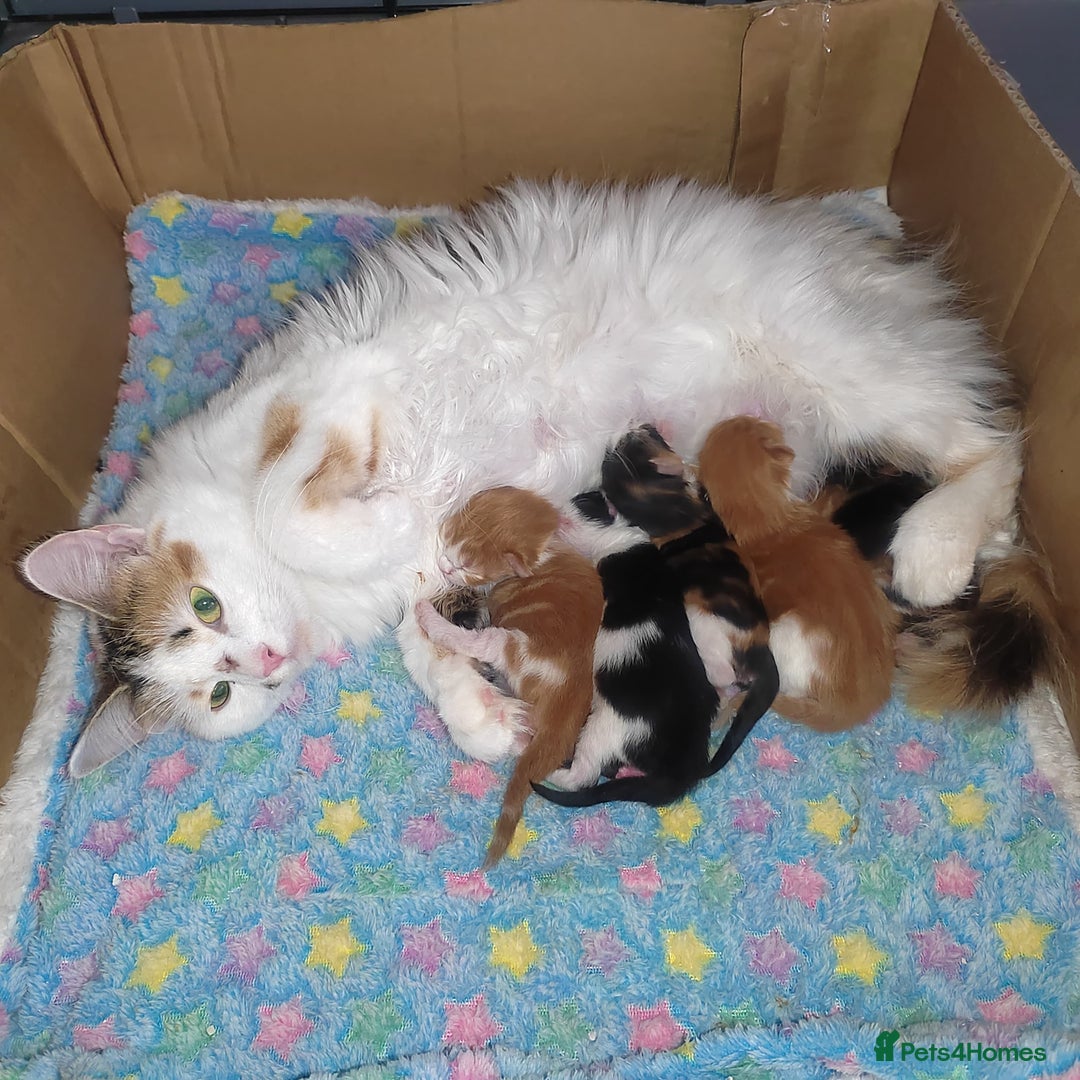 Maine Coon cats for sale: 3/4 Maine coon kittens  - Advert 2