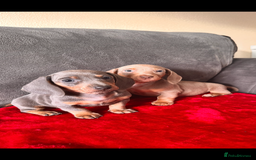 Miniature Dachshund dogs for sale: Beautiful miniature dachshund  - Image 5