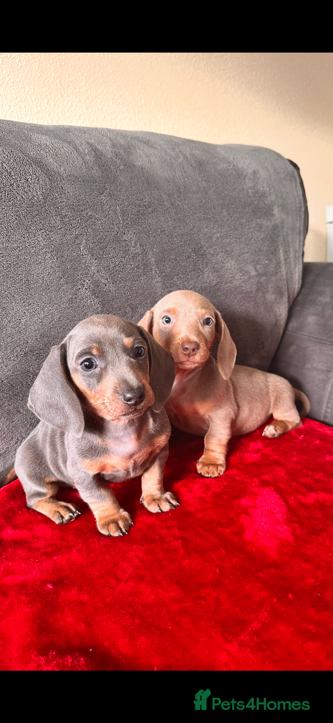 Miniature Dachshund dogs for sale: Beautiful miniature dachshund  - Image 5