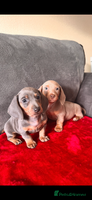 Miniature Dachshund dogs Beautiful smooth hair miniature dachshund - Advert 3