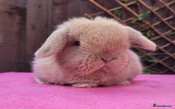 Mini Lop rabbits for sale: Stunning mini lops & bunnies available.  - Image 3