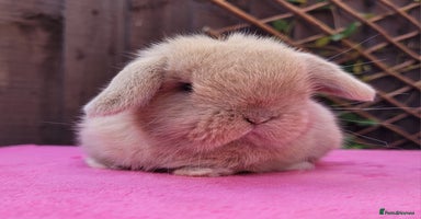 Mini Lop rabbits - Advert 2