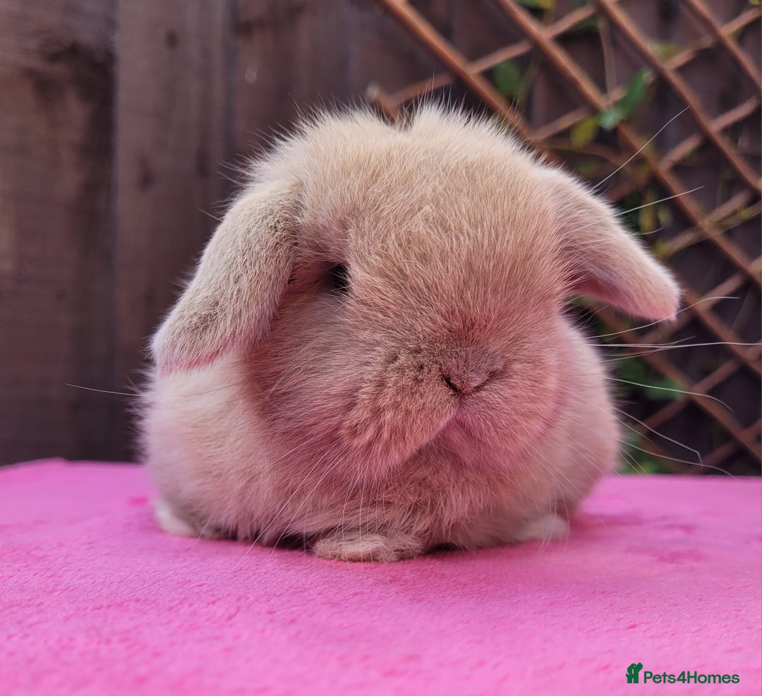 Mini Lop rabbits for sale: Stunning mini lops & bunnies available.  - Image 3
