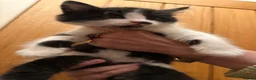 Maine Coon cats for sale: Gorgeous Maine Coon kittens looking for homes - Advert 4