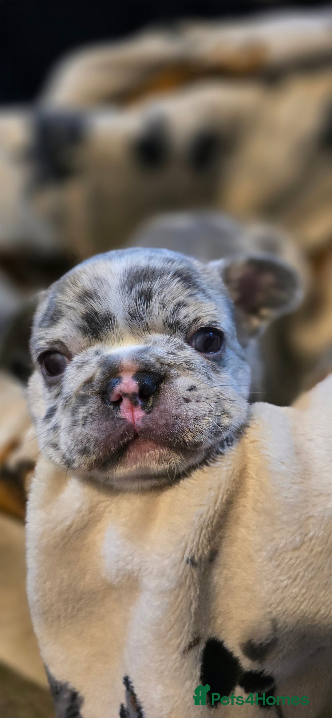 French Bulldog dogs for sale: French bulldog puppies  - Advert 8