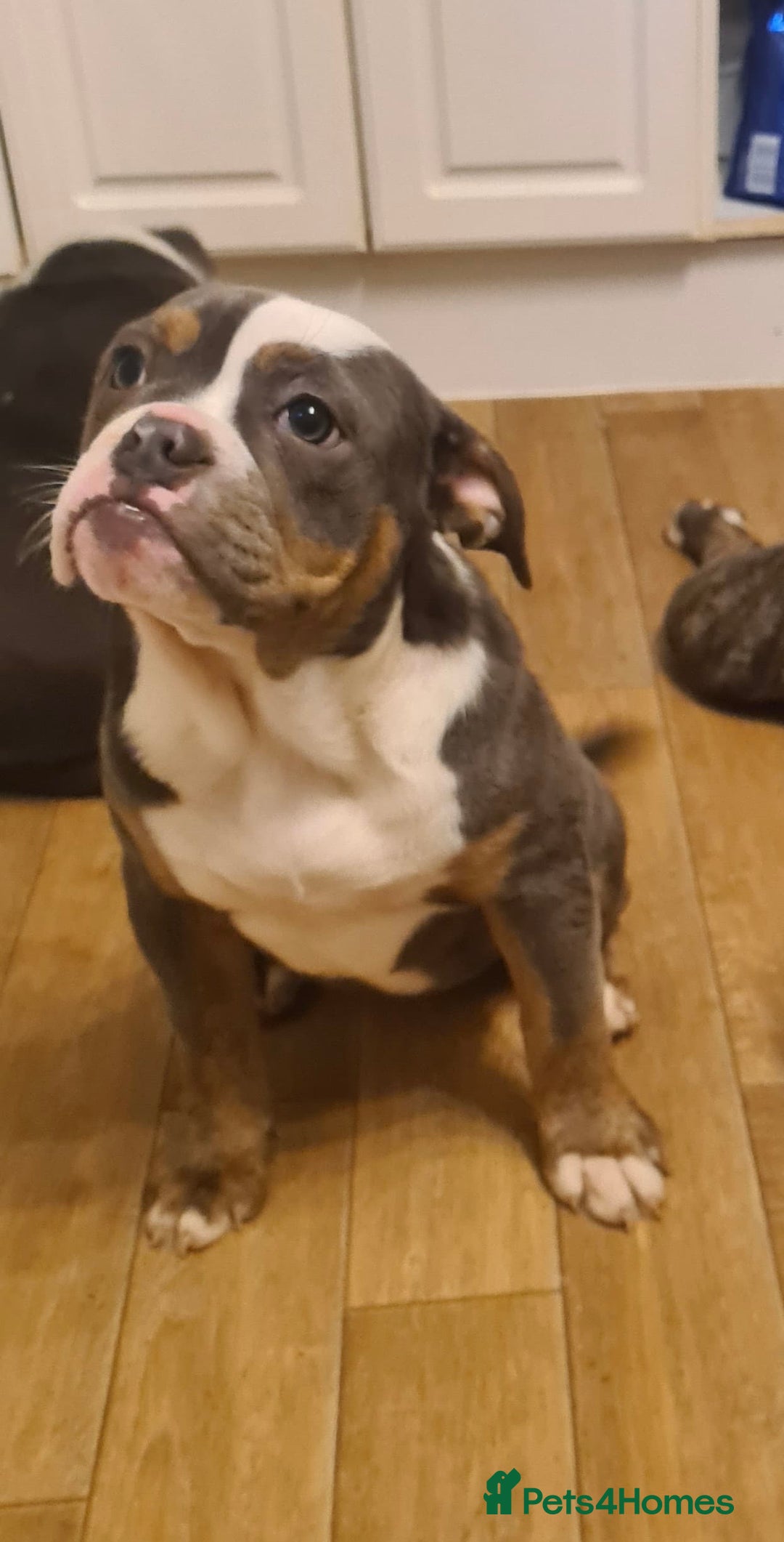 Olde English Bulldogge dogs for sale: Olde English bulldogs - Advert 2